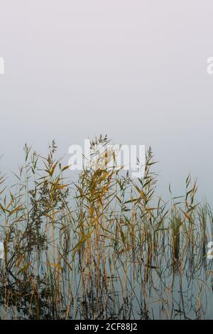Plantes séchées jaunes et vertes poussant dans l'eau des marais Journée brumeuse en Finlande Banque D'Images