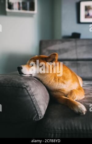 Adorable chien Shiba Inu moelleux allongé sur une confortable peluche grise canapé dans la chambre confortable de l'appartement moderne Banque D'Images