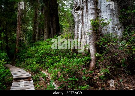 Parc provincial Carmanah Walbran couvert de Redcedars de l'Ouest en journée Au Canada Banque D'Images