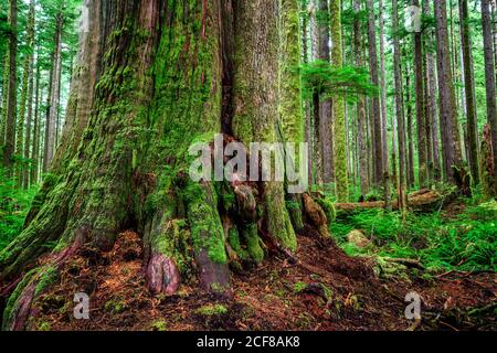 Parc provincial Carmanah Walbran couvert de Redcedars de l'Ouest en journée Au Canada Banque D'Images