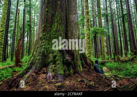 Parc provincial Carmanah Walbran couvert de Redcedars de l'Ouest en journée Au Canada Banque D'Images