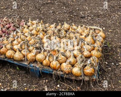 Les oignons grandissent et se soulèvent pour sécher après avoir été récoltés dans un potager, Hampshire, dans le sud de l'Angleterre à la fin de l'été / au début de l'automne Banque D'Images