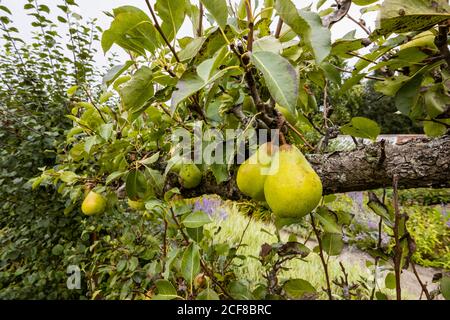 Vue rapprochée des poires sur un espalier qui pousse et mûrit à la fin de l'été / début de l'automne dans le Hampshire, dans le sud de l'Angleterre Banque D'Images