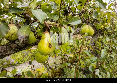 Vue rapprochée des poires sur un espalier qui pousse et mûrit à la fin de l'été / début de l'automne dans le Hampshire, dans le sud de l'Angleterre Banque D'Images