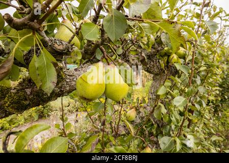 Vue rapprochée des poires sur un espalier qui pousse et mûrit à la fin de l'été / début de l'automne dans le Hampshire, dans le sud de l'Angleterre Banque D'Images