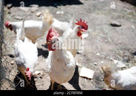 Peu de roosters avec un plumage blanc et des crêtes rouges marchant sur terrain dans le enclos de la ferme Banque D'Images