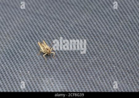 Un Locust (Orthoptera) isolé sur une chaise de jardin Banque D'Images