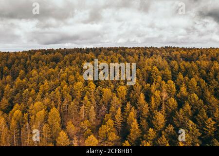 Vue aérienne de dessus de drone du paysage pittoresque de la forêt rurale arbres à la campagne Banque D'Images