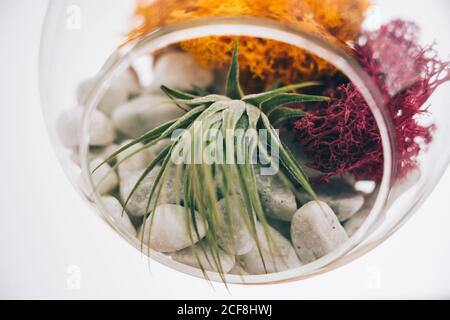 Plantes colorées décoratives succulentes à l'intérieur de la suspension sphérique terrarium en verre transparent dans une pièce lumineuse Banque D'Images