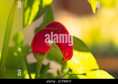 Gros plan d'un piment rouge chaud, cultivé à la maison, frappé par la lumière du soleil jaune. Forme déformée inhabituelle comme une banane Banque D'Images