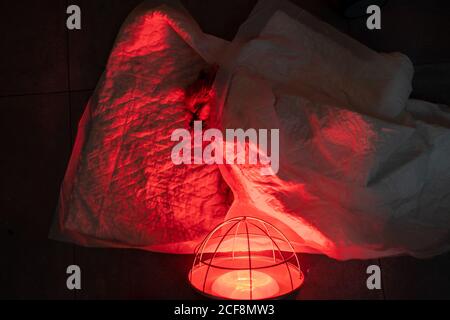 Par dessus le chien endormi petit avec tube dans la bouche couché sur la table pendant l'intervention médicale avec utilisation de la lampe infrarouge dans salle d'opération sombre de la clinique vétérinaire contemporaine Banque D'Images