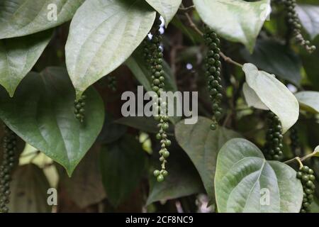 TRIBU PANIYAN, plante à café et haricots au village de Chulliyod, colonie de Vannathara, Kerala, Inde Banque D'Images