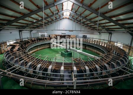 Traite les vaches par système rotatif automatique de traite industriel dans moderne ferme de journaux Banque D'Images