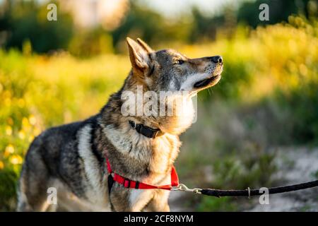 Adorable chien d'alerte wolfdog avec laisse regarder loin tout en étant debout champ vert en plein soleil Banque D'Images