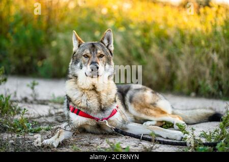 Adorable chien d'alerte wolfdog avec laisse regarder loin tout en étant debout champ vert en plein soleil Banque D'Images