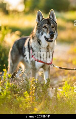 Adorable chien d'alerte wolfdog avec laisse regarder loin tout en étant debout champ vert en plein soleil Banque D'Images