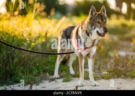 Adorable chien d'alerte wolfdog avec laisse regarder loin tout en étant debout champ vert en plein soleil Banque D'Images