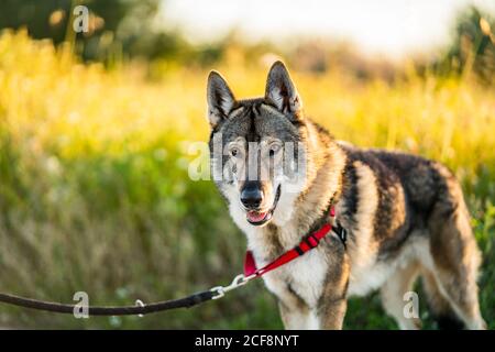 Adorable chien d'alerte wolfdog avec laisse regarder loin tout en étant debout champ vert en plein soleil Banque D'Images