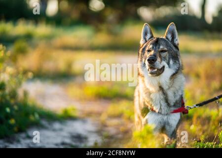 Adorable chien d'alerte wolfdog avec laisse regarder loin tout en étant debout champ vert en plein soleil Banque D'Images