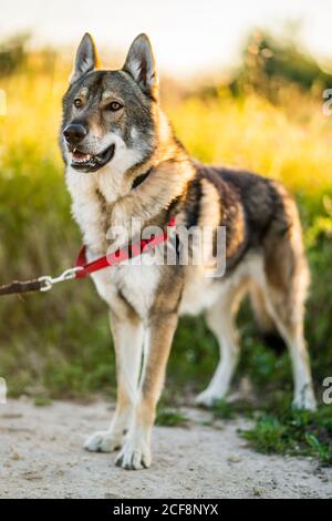 Adorable chien d'alerte wolfdog avec laisse regarder loin tout en étant debout champ vert en plein soleil Banque D'Images