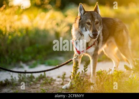 Adorable chien d'alerte wolfdog avec laisse regarder loin tout en étant debout champ vert en plein soleil Banque D'Images