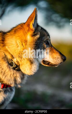 Adorable chien d'alerte wolfdog avec laisse regarder loin tout en étant debout champ vert en plein soleil Banque D'Images