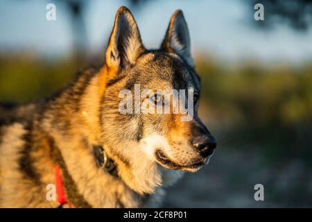 Adorable chien d'alerte wolfdog avec laisse regarder loin tout en étant debout champ vert en plein soleil Banque D'Images