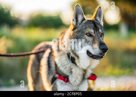 Adorable chien d'alerte wolfdog avec laisse regarder loin tout en étant debout champ vert en plein soleil Banque D'Images