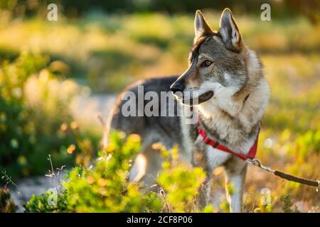 Adorable chien d'alerte wolfdog avec laisse regarder loin tout en étant debout champ vert en plein soleil Banque D'Images