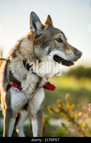 Adorable chien d'alerte wolfdog avec laisse regarder loin tout en étant debout champ vert en plein soleil Banque D'Images