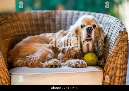 Gros plan d'un chiot d'épagneul mignon et triste Cocker allongé sur une chaise avec une balle de tennis verte près du museau Banque D'Images