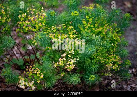 Collection botanique de plantes médicinales et toxiques et d'herbes, Euphorbia cyparissias ou cyprès sphent en été Banque D'Images