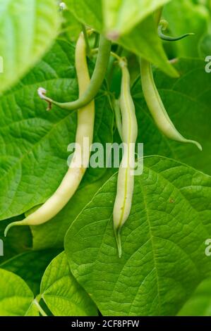 Haricots longs mûrs jaune-vert suspendus à la plante dans le jardin Banque D'Images