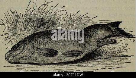 . Le pêcheur à la ligne complet : ou les loisirs de l'homme contemplatif. Nvanner quant à la recherche des abeilles ont élevé et fait leur nid d'abeilles, et comment ils chap. IX.] LE PÊCHEUR À LA LIGNE COMPLET. 159 ont obéi à leur roi et gouverné leur commonwealth.mais on pense que toutes les Carps ne sont pas élevés par génération, que certains races d'autres manières, comme certains Pikes le font. Les médecins font les galettes et les pierres dans les têtes de Carps pour être très médicaminable. Mais t ne doit pas être douté mais qu'en Italie ils font grand profit de la fraie de Carps, en la vendant aux Juifs, qui le font en caviar rouge, les Juifs n'étant pas par leur l Banque D'Images