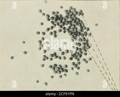 . Journal du ministère de l'Agriculture, Union of South Africa. pi,&gt; fi&gt; ur. FK ;. 2 et 3.—Weed Tumble russe en graines de Clover. ;50 Journal du Département de l'agriculture. Figure 1 et 3.—le coquelicot Mexicaq dans la graine de Brassica. Banque D'Images