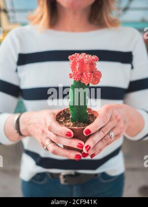 Crop manucured mains de femme tenant cactus vert en pot avec belle fleur rouge sur fond flou Banque D'Images