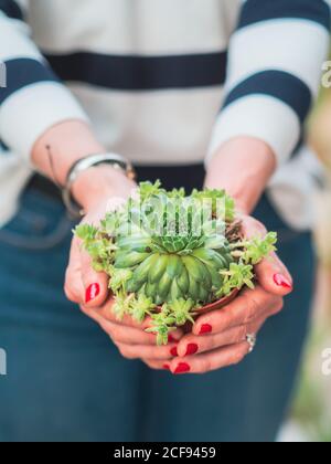 Crochez les mains de la femme avec une manucure rouge tenant la plante verte dans le pot de fleurs Banque D'Images