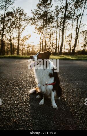 D'en haut doux chien de Border Collie, doux et de race route asphaltée pendant la marche en été Banque D'Images