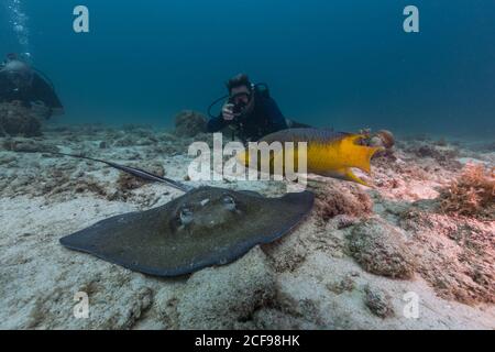 Plongée sous-marine en train de prendre des photos de raies et de poissons jaunes pendant observation sous-marine en mer peu profonde avec un collègue Banque D'Images