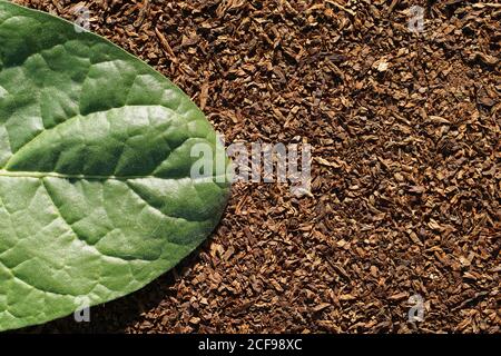 Pose plate de feuille de tabac vert sur feuille de tabac coupée sèche comme arrière-plan avec espace de copie dans le style minimal, modèle pour lettrage, texte ou votre dessin Banque D'Images