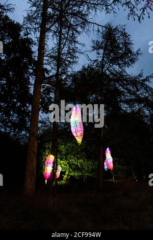 Les illuminations des bois chez nous ne sont pas un festival socialement distancé Événement à Pippingford Park - camping avec une ambiance de festival Banque D'Images