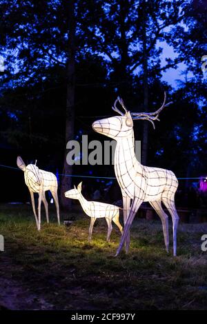 Les illuminations des bois chez nous ne sont pas un festival socialement distancé Événement à Pippingford Park - camping avec une ambiance de festival Banque D'Images