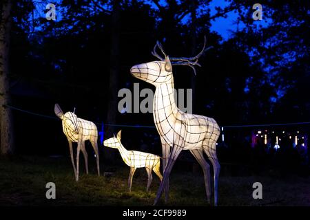 Les illuminations des bois chez nous ne sont pas un festival socialement distancé Événement à Pippingford Park - camping avec une ambiance de festival Banque D'Images