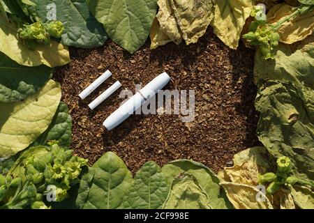 La cigarette électronique et la cigarette blanche de bâton individuel se trouvent sur la texture du tabac sec avec des feuilles vertes et jaunes et une fleur de tabac. C'est nouveau Banque D'Images