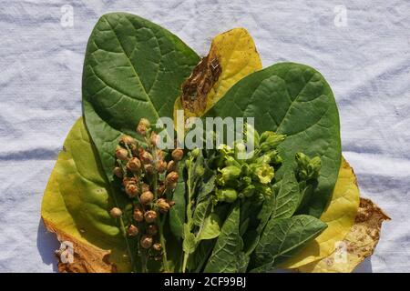 Plat de tabac vert et jaune feuille et fleur sur blanc rustique linge de table comme arrière-plan avec espace de copie dans le style minimal, modèle Banque D'Images