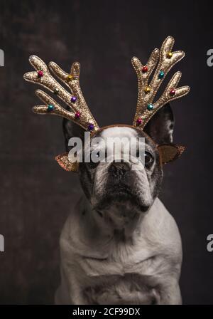 Magnifique Bulldog français avec bois de renne doré et glands de couleurs grises sur fond gris. Concept de Noël. Banque D'Images