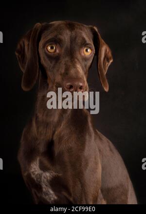 Portrait de Weimaraner brun avec les yeux jaunes assis sur le noir arrière-plan et regarder loin Banque D'Images