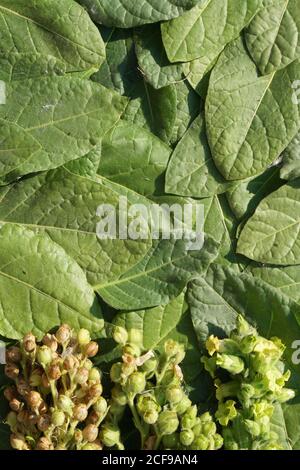 Pose plate de feuilles et de fleurs vert et jaune tabac comme arrière-plan avec espace de copie dans le style minimal, modèle pour lettrage, texte ou votre dessin Banque D'Images