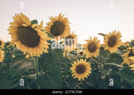 Paysage pittoresque de champ de tournesol sur fond de bleu matin ciel dans des rayons de soleil doux Banque D'Images