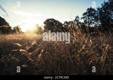 Tall grass in rural field Banque D'Images
